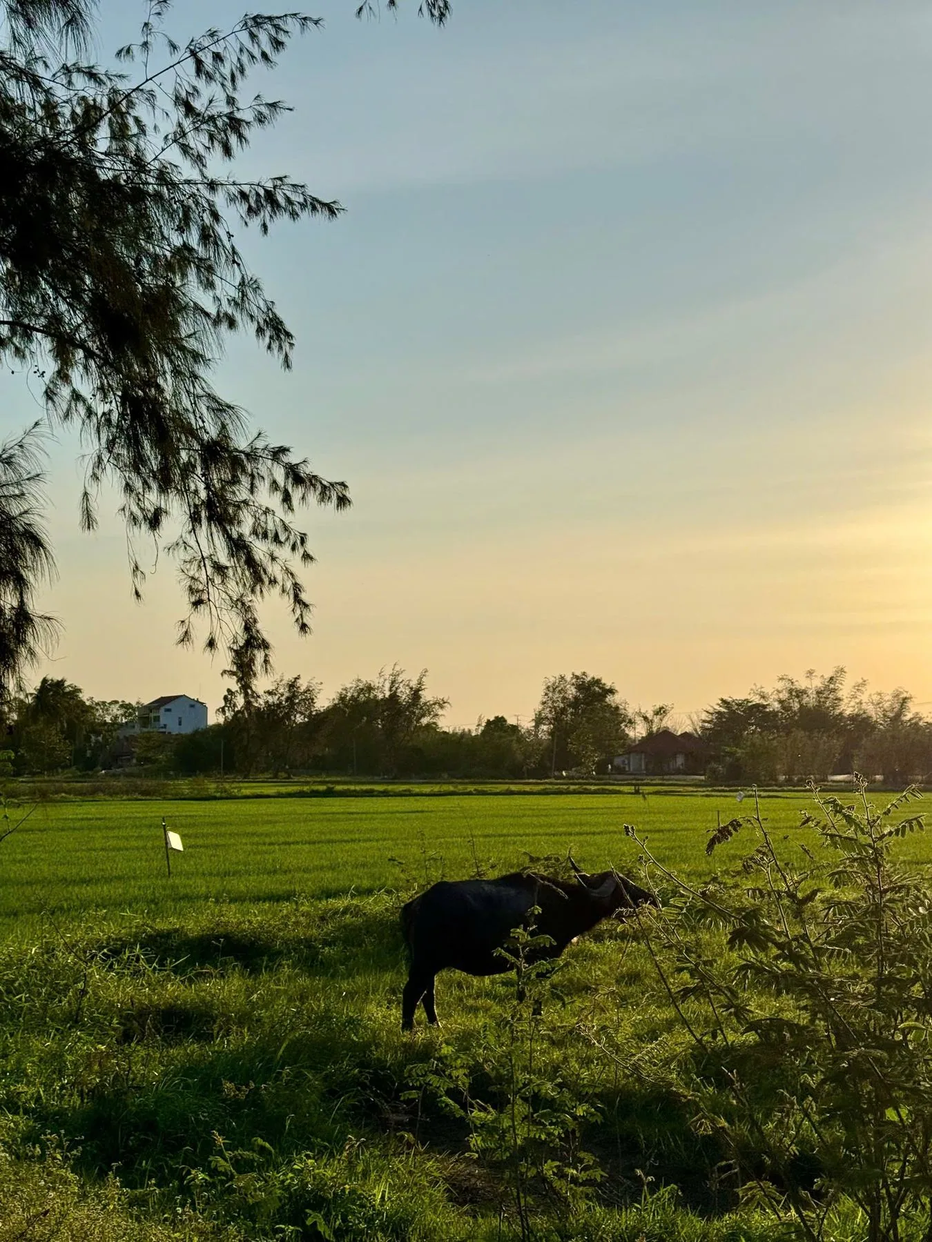 Rice paddies with a water buffalo, the landscape along the road from Da Nang to Hà My