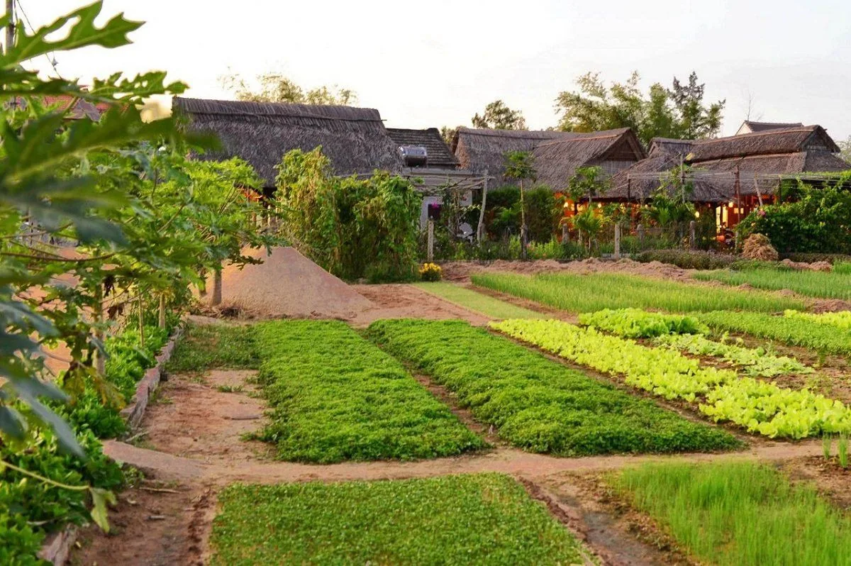 Vegetable beds in Tra Que village, with thatched roofs behind