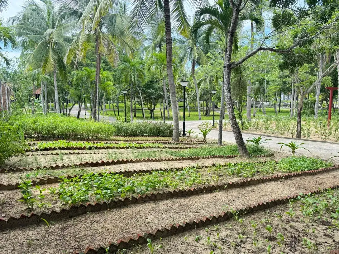 The Eco Garden: brick-edged beds of vegetables and herbs under the coconut palms