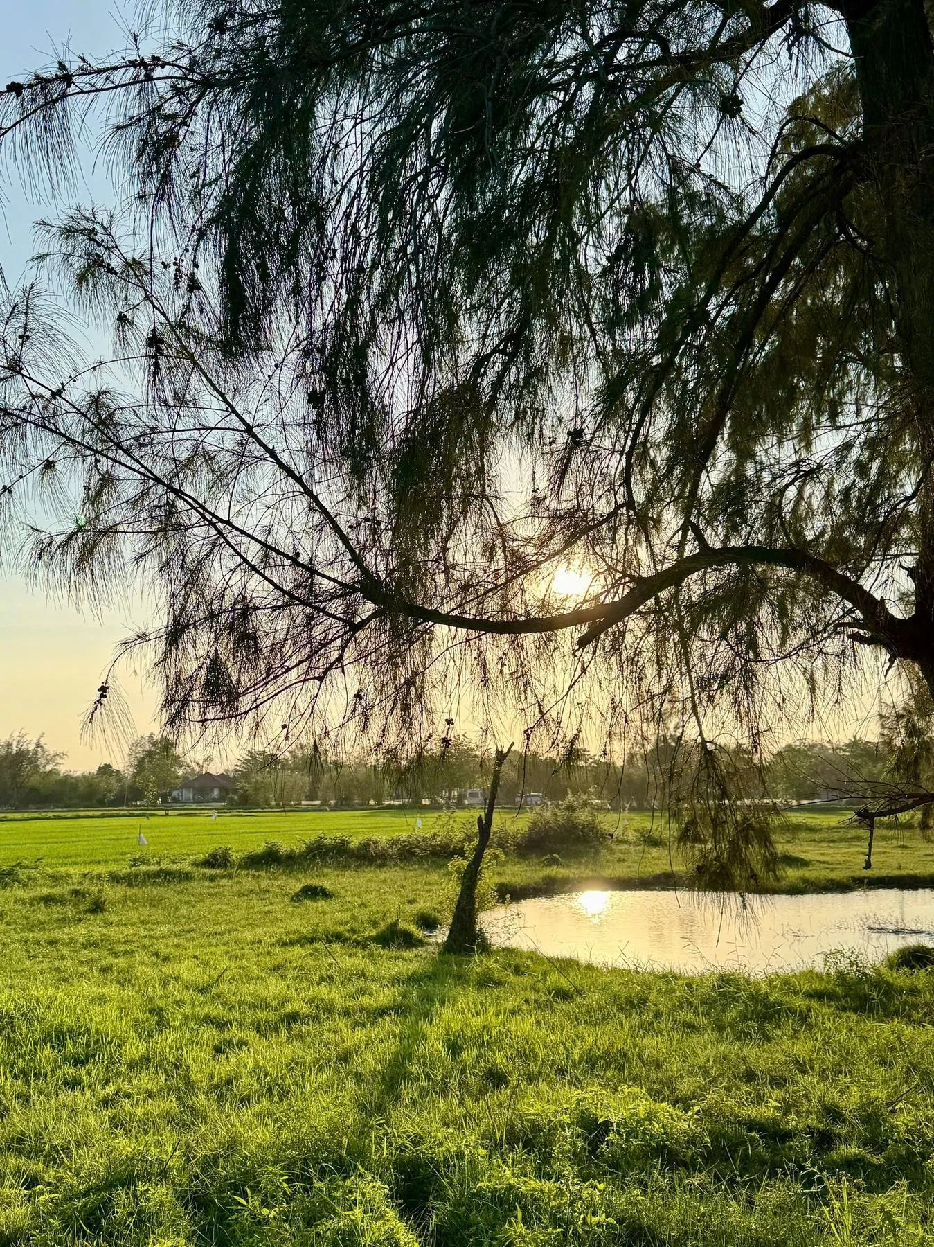 Rice paddies and a casuarina tree in the late afternoon, on the way to Hoi An