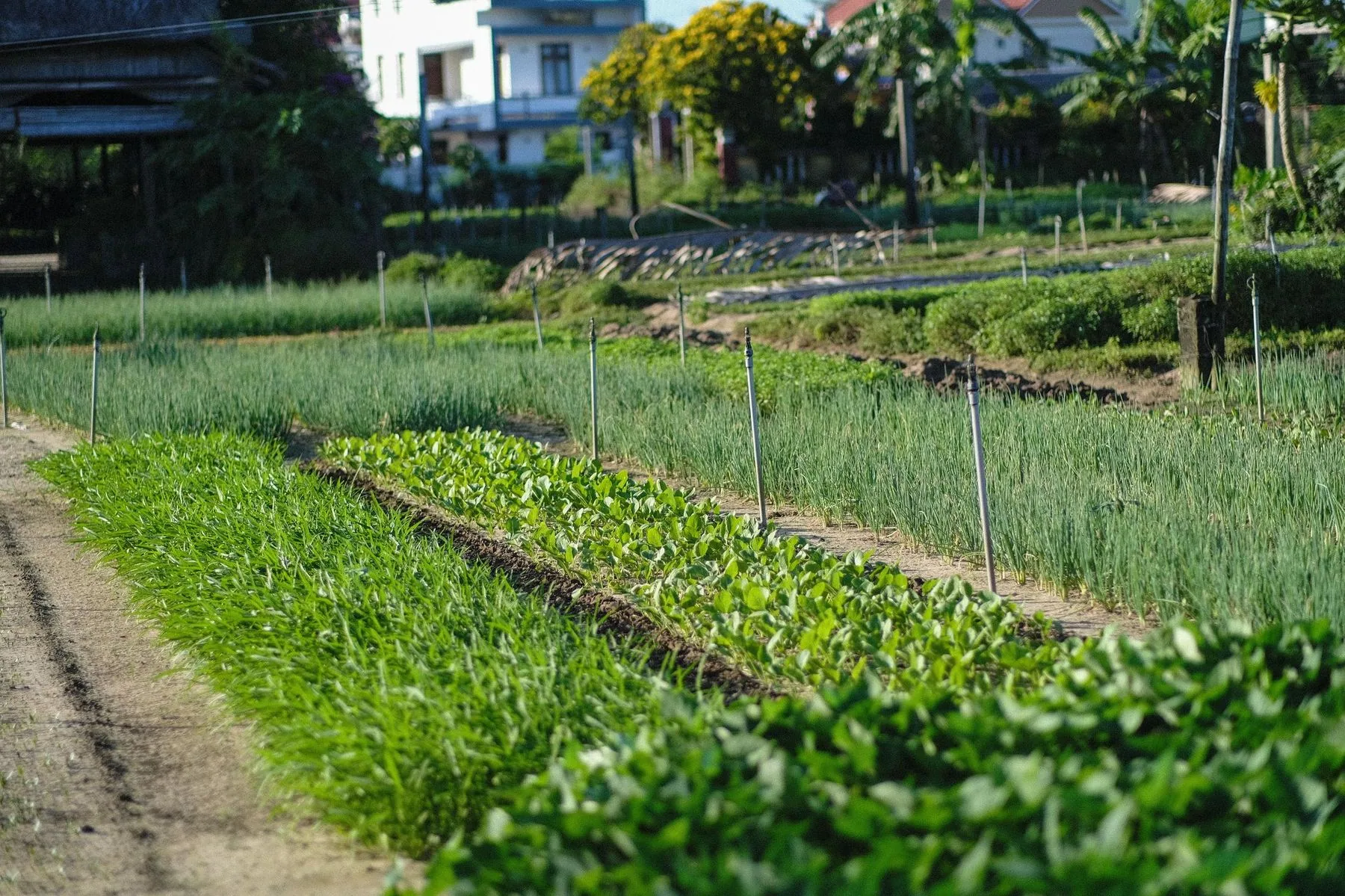 The vegetable beds of Tra Que, the herb village between Hoi An and the coast